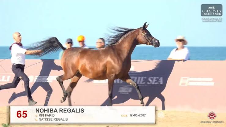 Nohiba Regalis